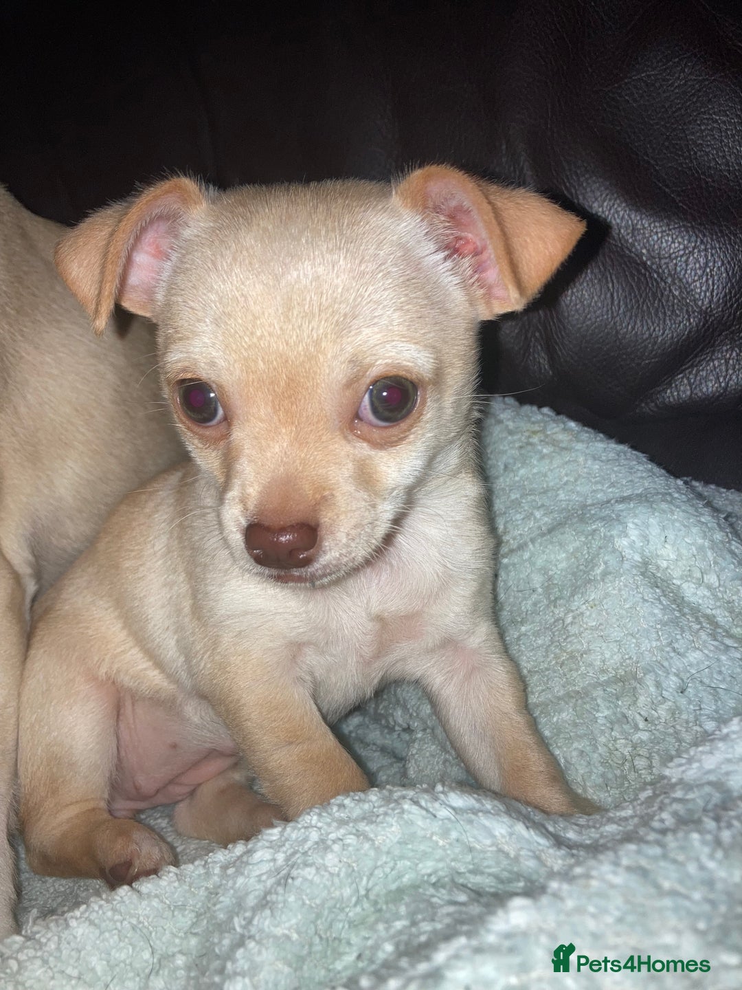 Chihuahua dogs for sale: Female Chihuahua puppy  - Image 3