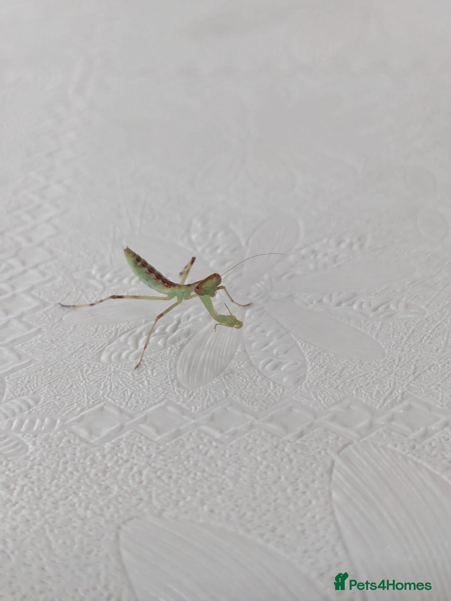 Praying Mantis invertebrates Haribo Praying Mantis - Advert 4