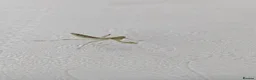 Praying Mantis invertebrates for sale: Haribo Praying Mantis - Advert 1