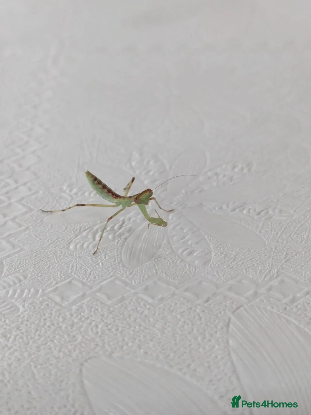 Praying Mantis invertebrates for sale: Haribo Praying Mantis - Advert 1