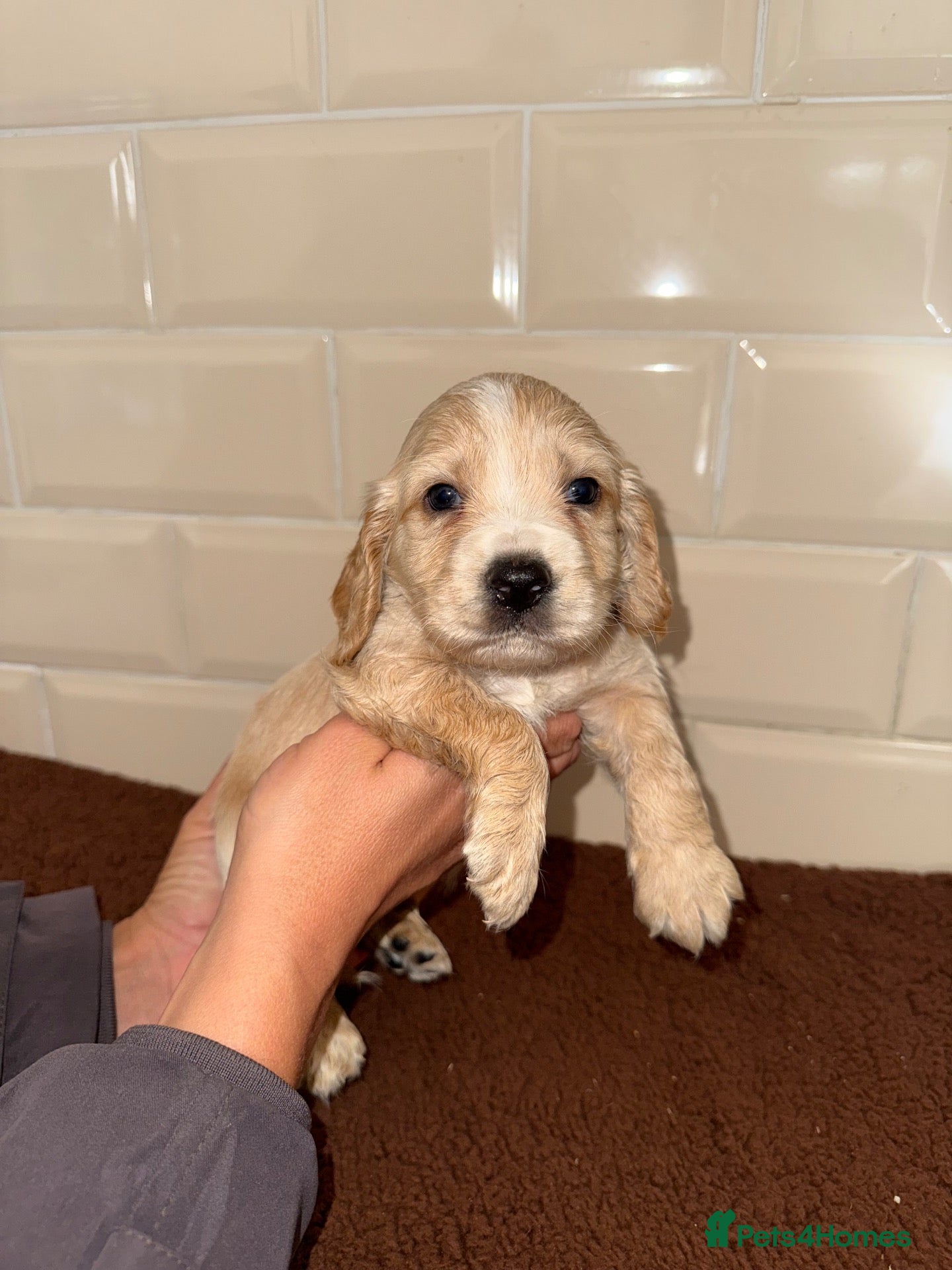 Cocker Spaniel dogs for sale: 💕 STUNNING SHOW TYPE COCKER SPANIEL PUPPS 💕 - Advert 22