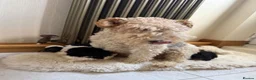 Fox Terrier dogs for sale: Fox terriers  in Middlesbrough - Advert 2