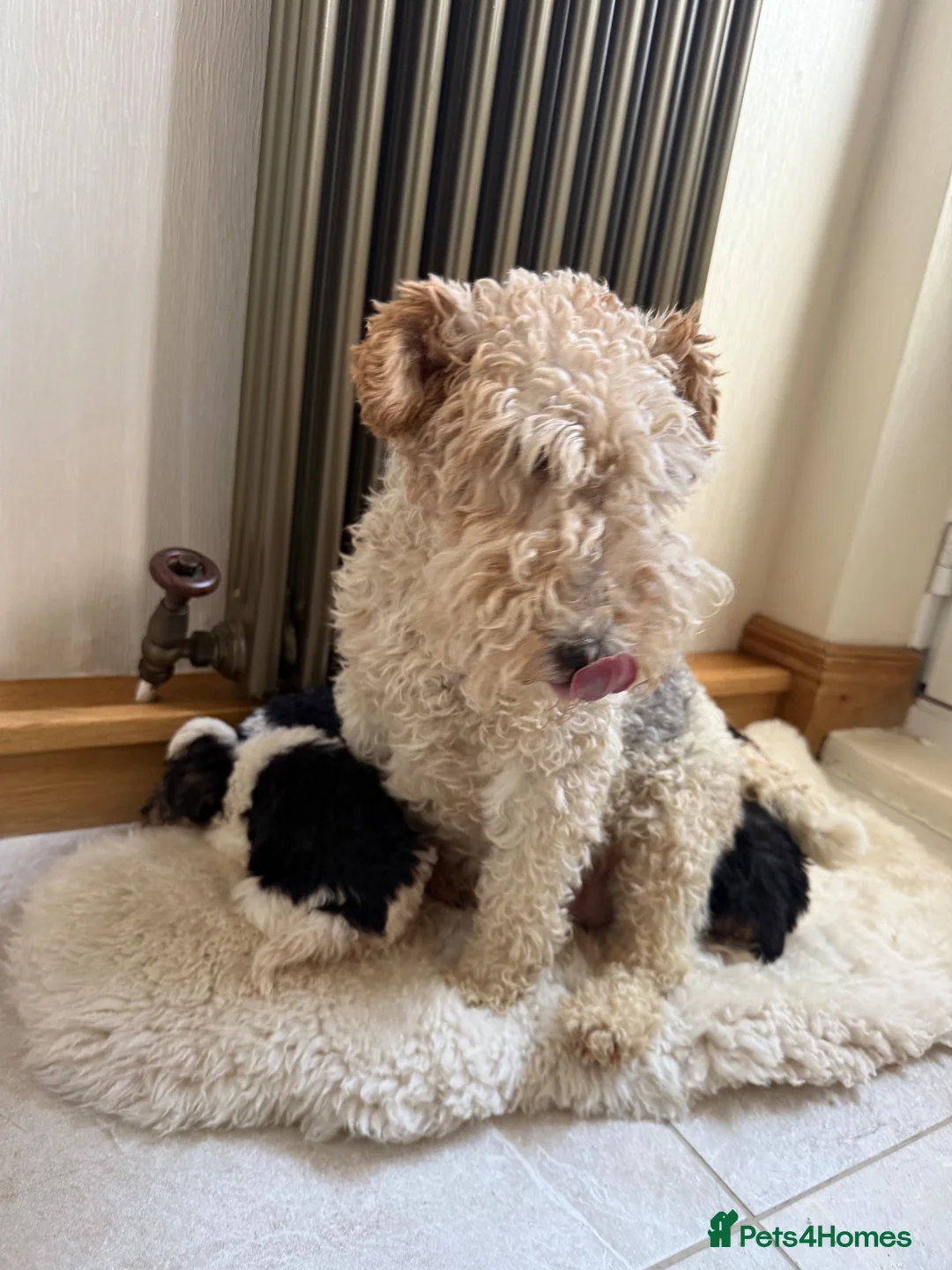Fox Terrier dogs for sale: Fox terriers  in Middlesbrough - Advert 2