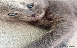 Ragdoll cats for sale: Pretty and affectionate grey ragdoll x tuxedo girl - Image 3