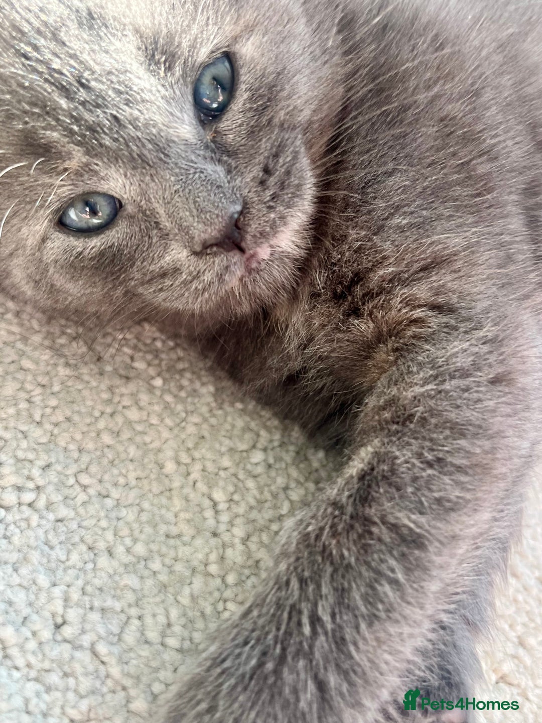 Ragdoll cats for sale: Pretty and affectionate grey ragdoll x tuxedo girl - Image 3