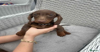Dachshund dogs - Advert 2