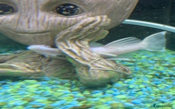 Sharks fish for sale: Silver Bala shark/ 2x snow white pleco - Image 8