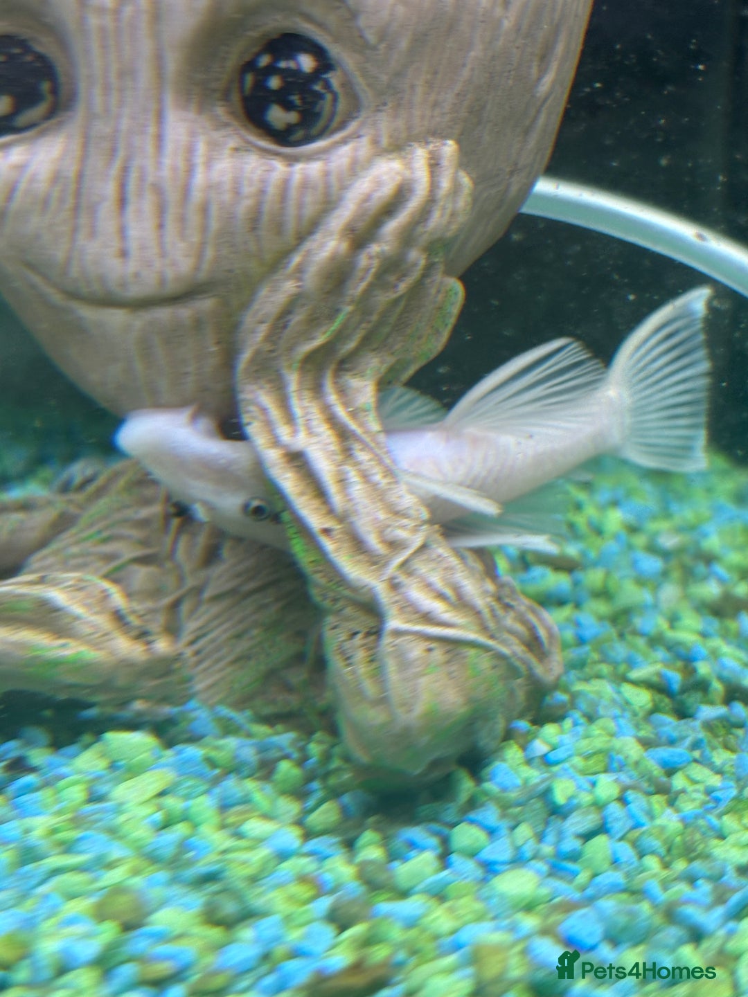 Sharks fish for sale: Silver Bala shark/ 2x snow white pleco - Image 8