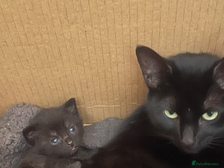 Mixed Breed cats for sale - Advert 1