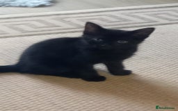 Mixed Breed cats for sale: Cute kittens - Image 14