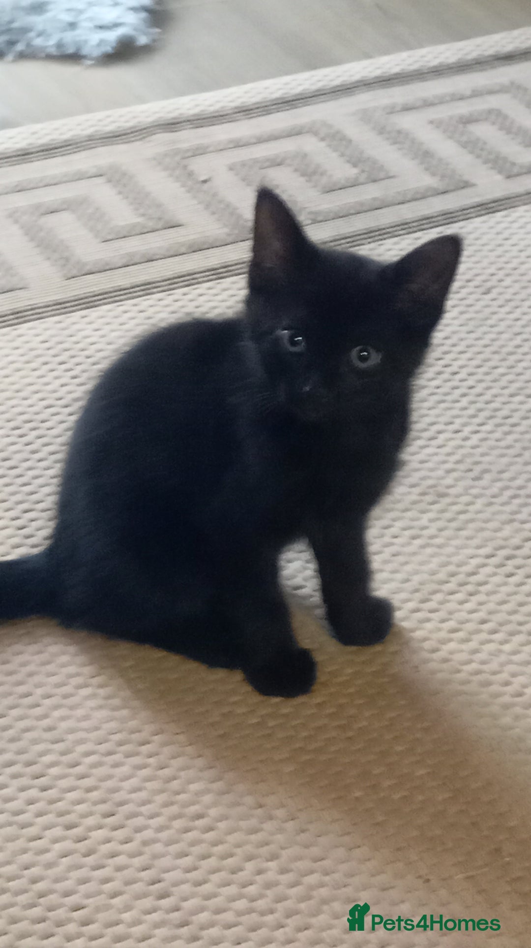 Mixed Breed cats for sale: Cute kittens - Image 14