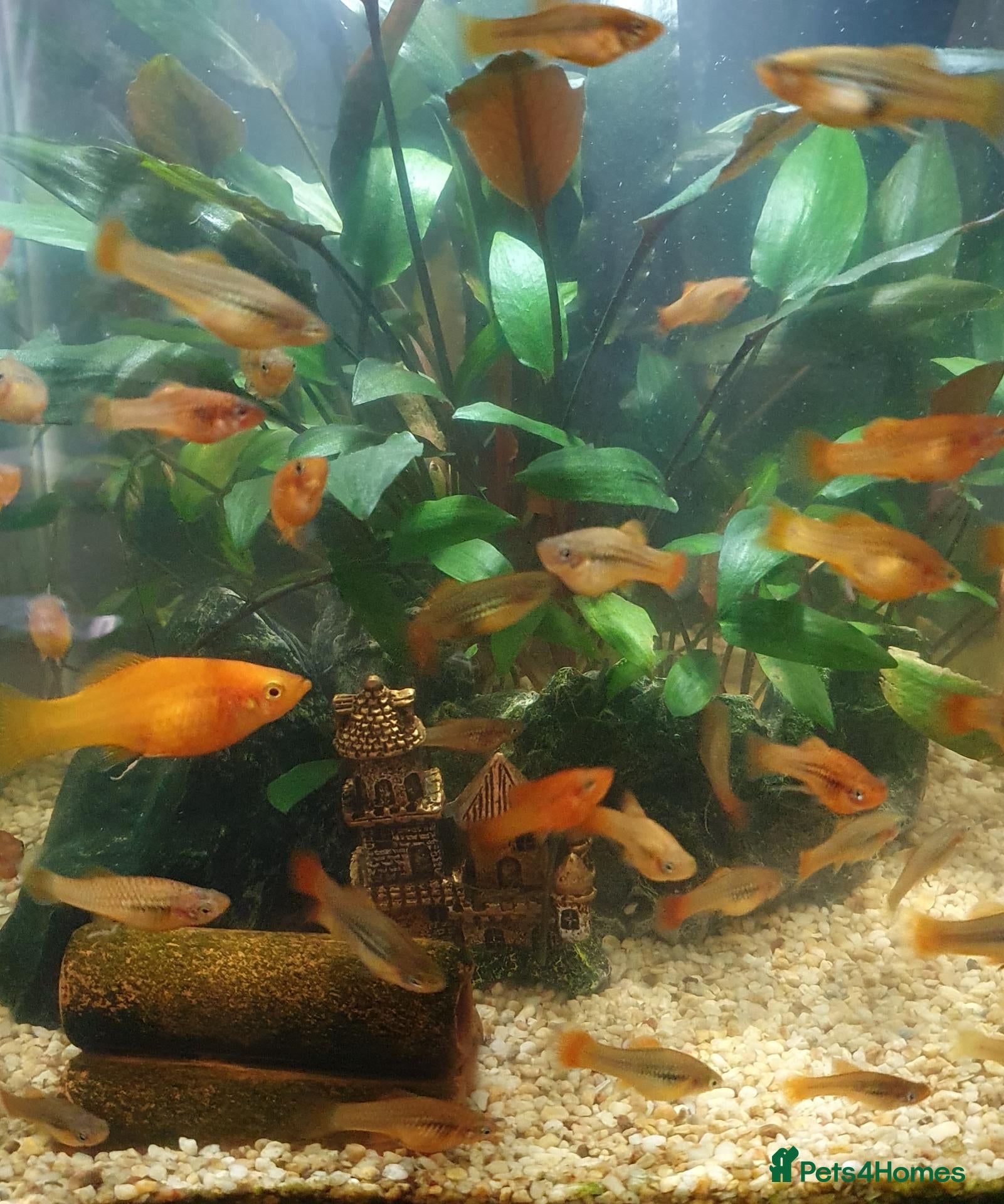 Mollies fish Mollie fish orange and greens - Advert 5