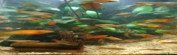 Mollies fish for sale: Mollie fish orange and greens in Sheerness - Advert 1