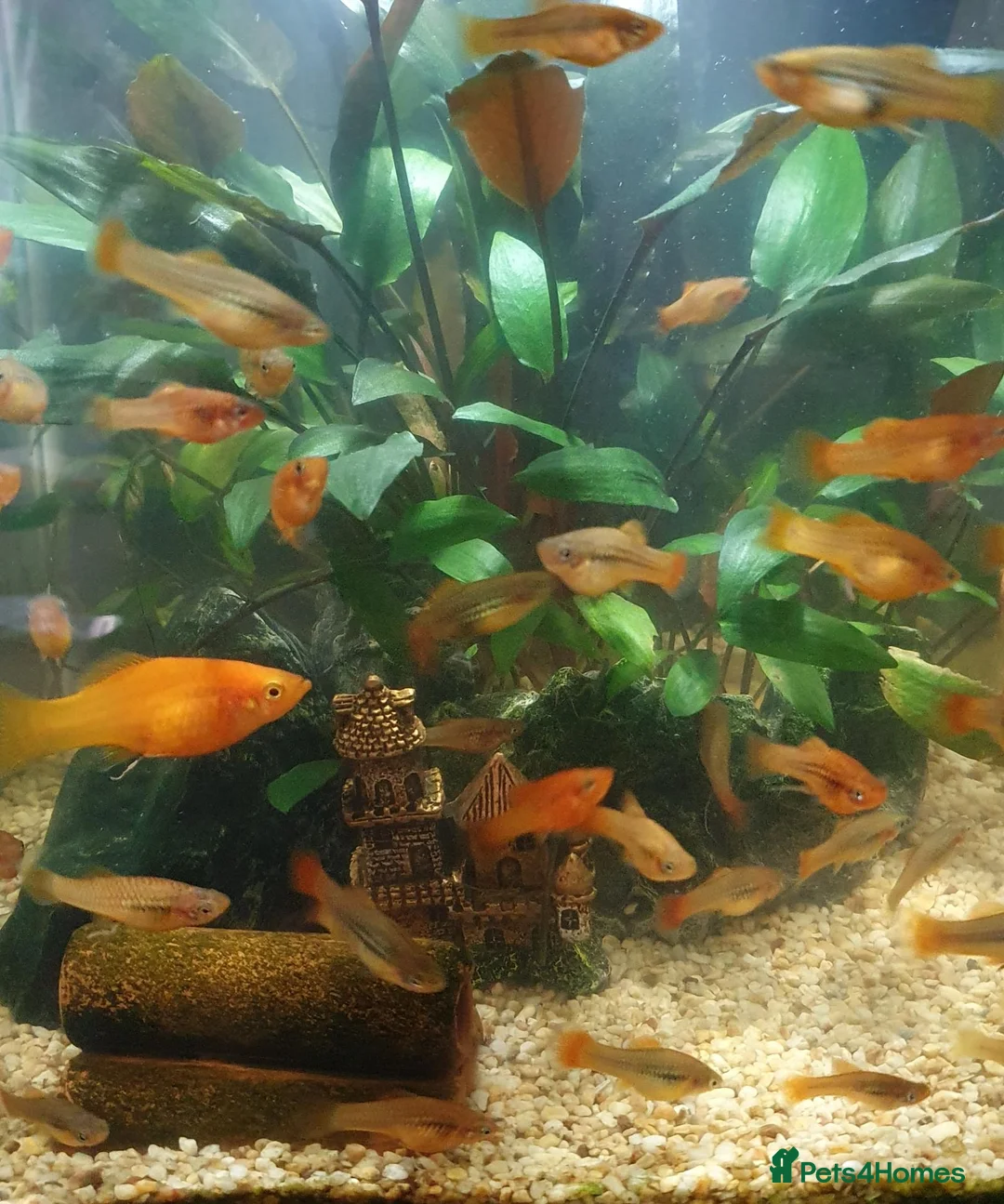 Mollies fish for sale: Mollie fish orange and greens in Sheerness - Advert 1