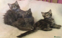 Maine Coon cats for sale: Ragdoll x Maine coon kittens  - Image 9