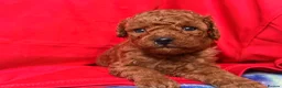 Toy Poodle dogs for sale: 5 gorgeous KC Reg Toy poodle puppies available  - Advert 7