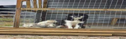 Canadian Eskimo Dog dogs for sale: 17 week old male & female Canadian Eskimo Puppies - Advert 7