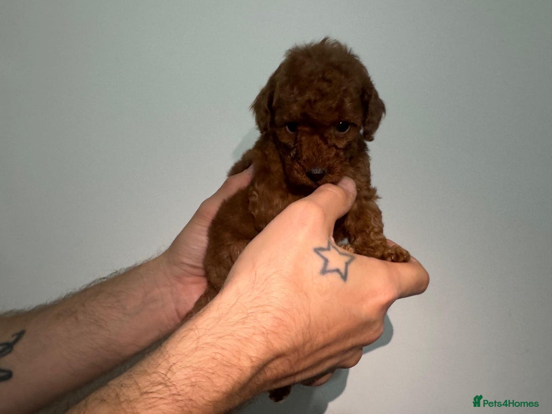 Miniature Poodle dogs for sale: 🐩 Outstanding Deep Red Miniature Poodle Puppies  - Image 12