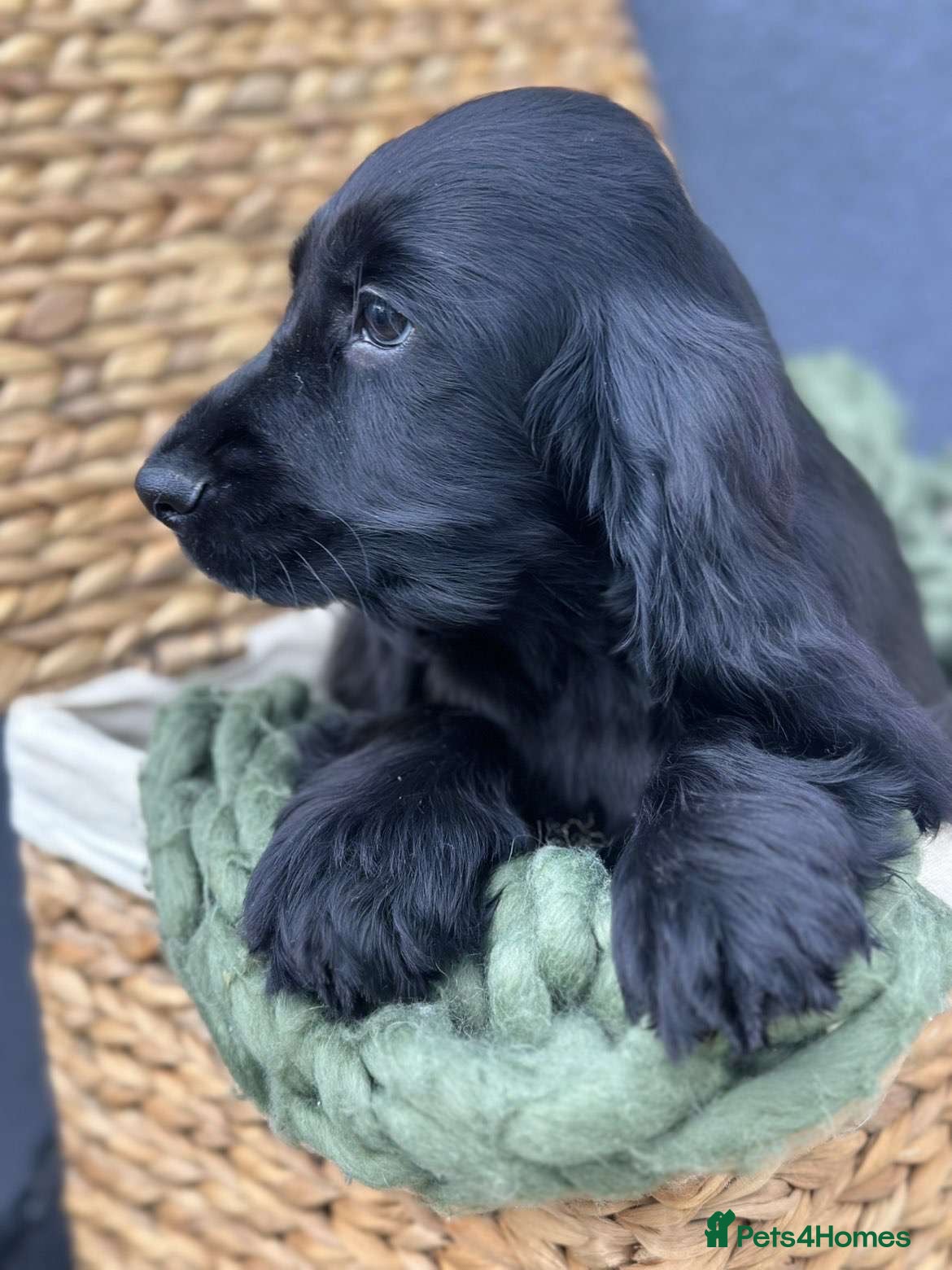 Cocker Spaniel dogs Show Cocker Spaniel Puppy’s  - Advert 18