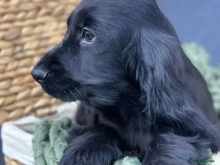 Cocker Spaniel dogs Show Cocker Spaniel Puppy’s - Advert 18