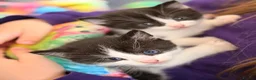 Mixed Breed cats for sale: 3 cute fluffy kittens  in Stranraer - Advert 3