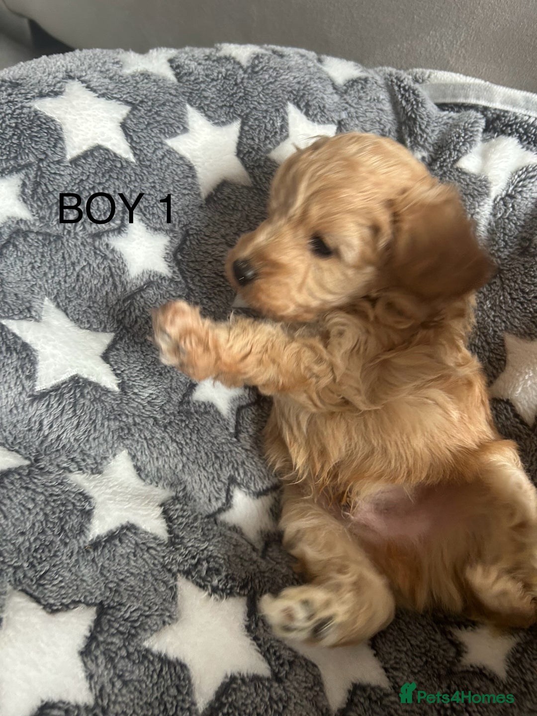 Cockapoo dogs for sale: Beautiful litter of tiny chunky Cockapoo puppies  - Image 2