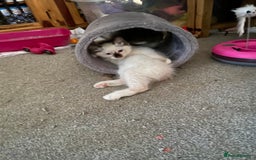 Norwegian Forest Cat cats for sale: Norwegian Forest X BSH - Image 6