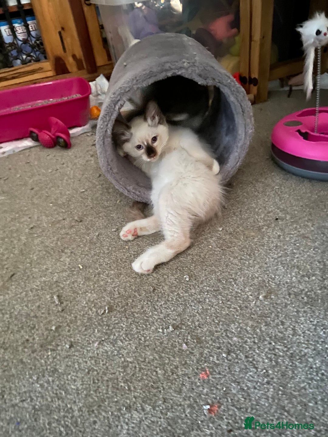 Norwegian Forest Cat cats for sale: Norwegian Forest X BSH - Image 6