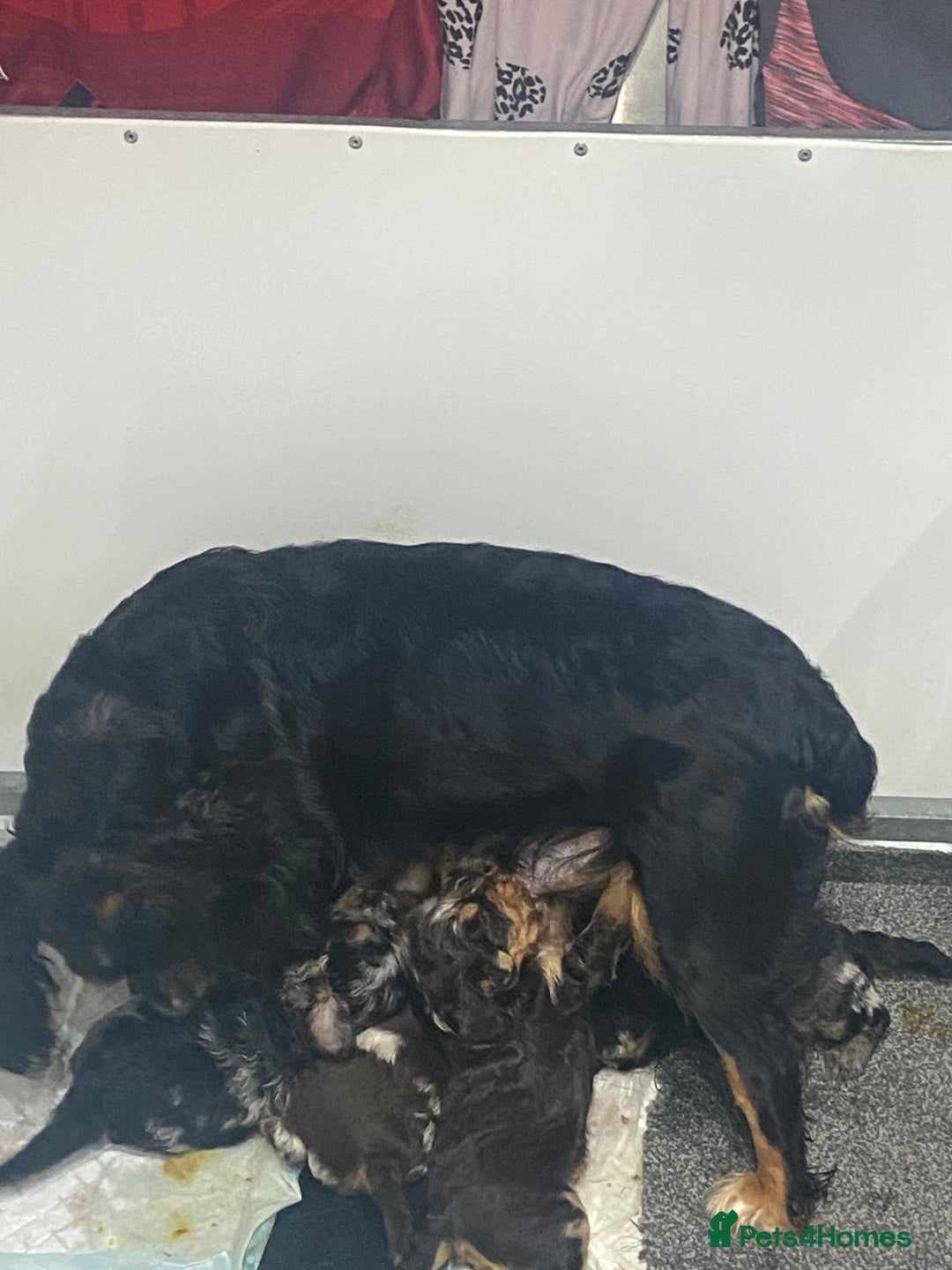 Cockapoo dogs for sale: Beautiful Merle F1 cockapoos  - Image 5