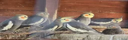 Cockatiels birds for sale: Cockatiels 🕊️ | White & Grey Available - Advert 1