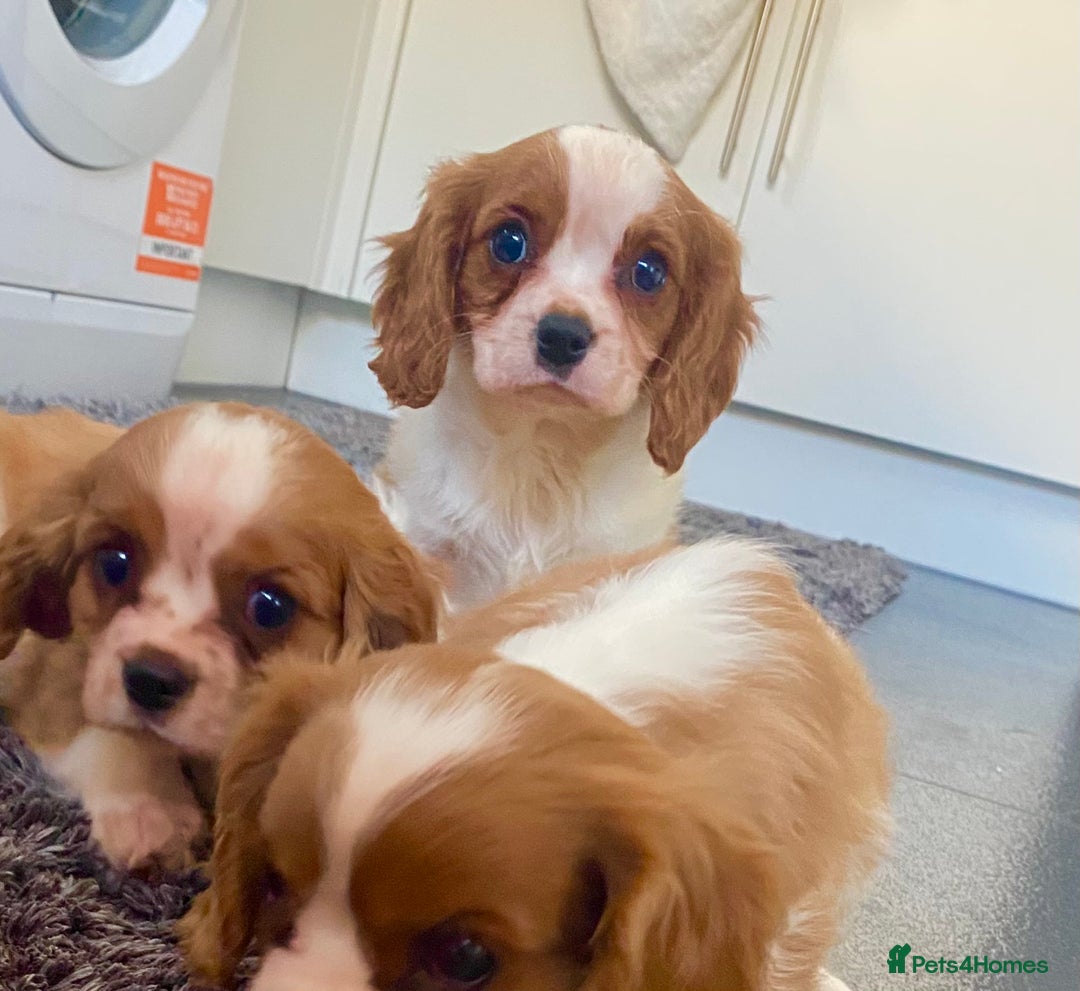Cavalier King Charles Spaniel dogs for sale: Beautiful litter of King Charles Cavaliers - Image 19