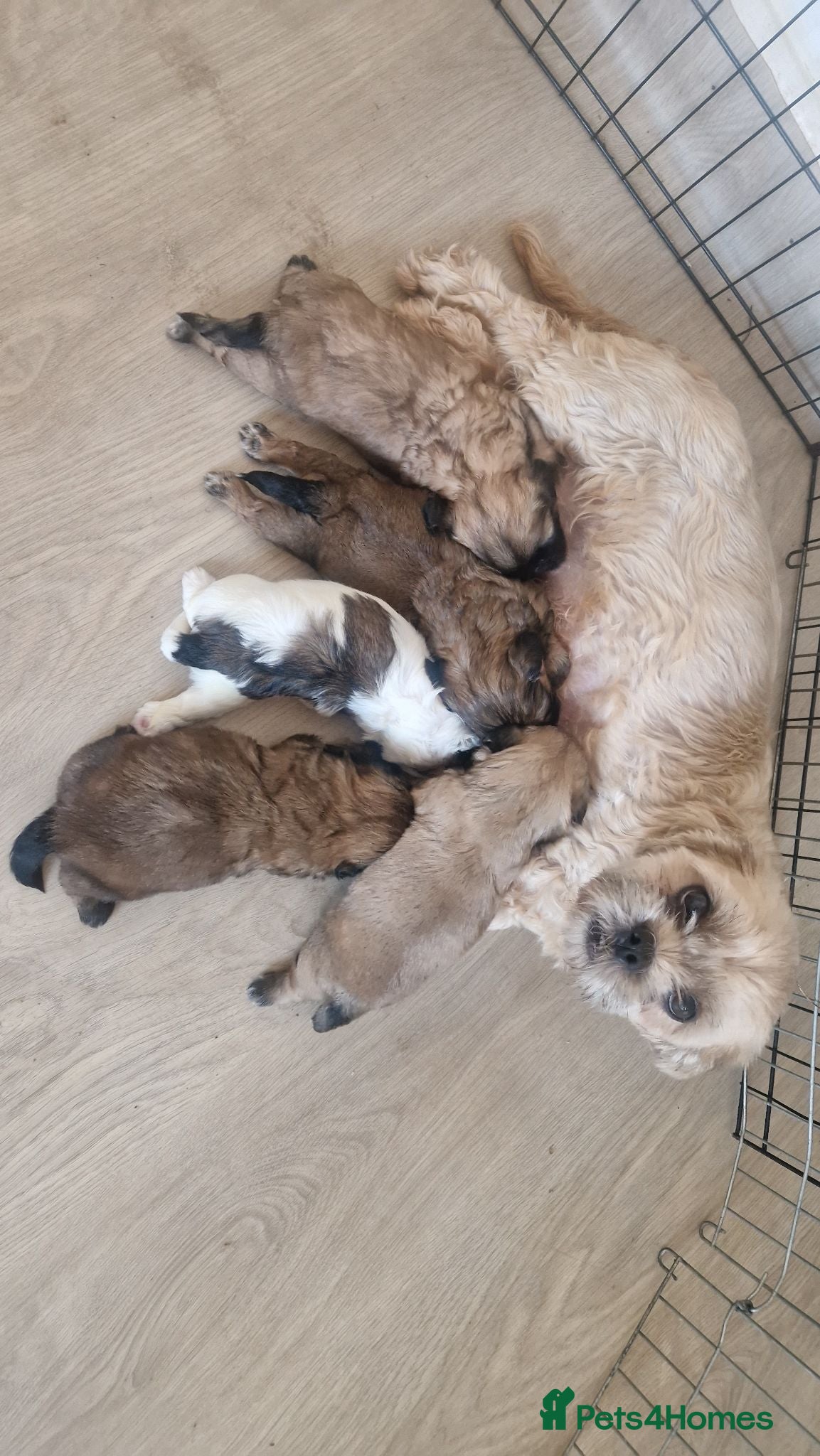 Shih Tzu dogs Shih-tzu pedigree puppies - Advert 9
