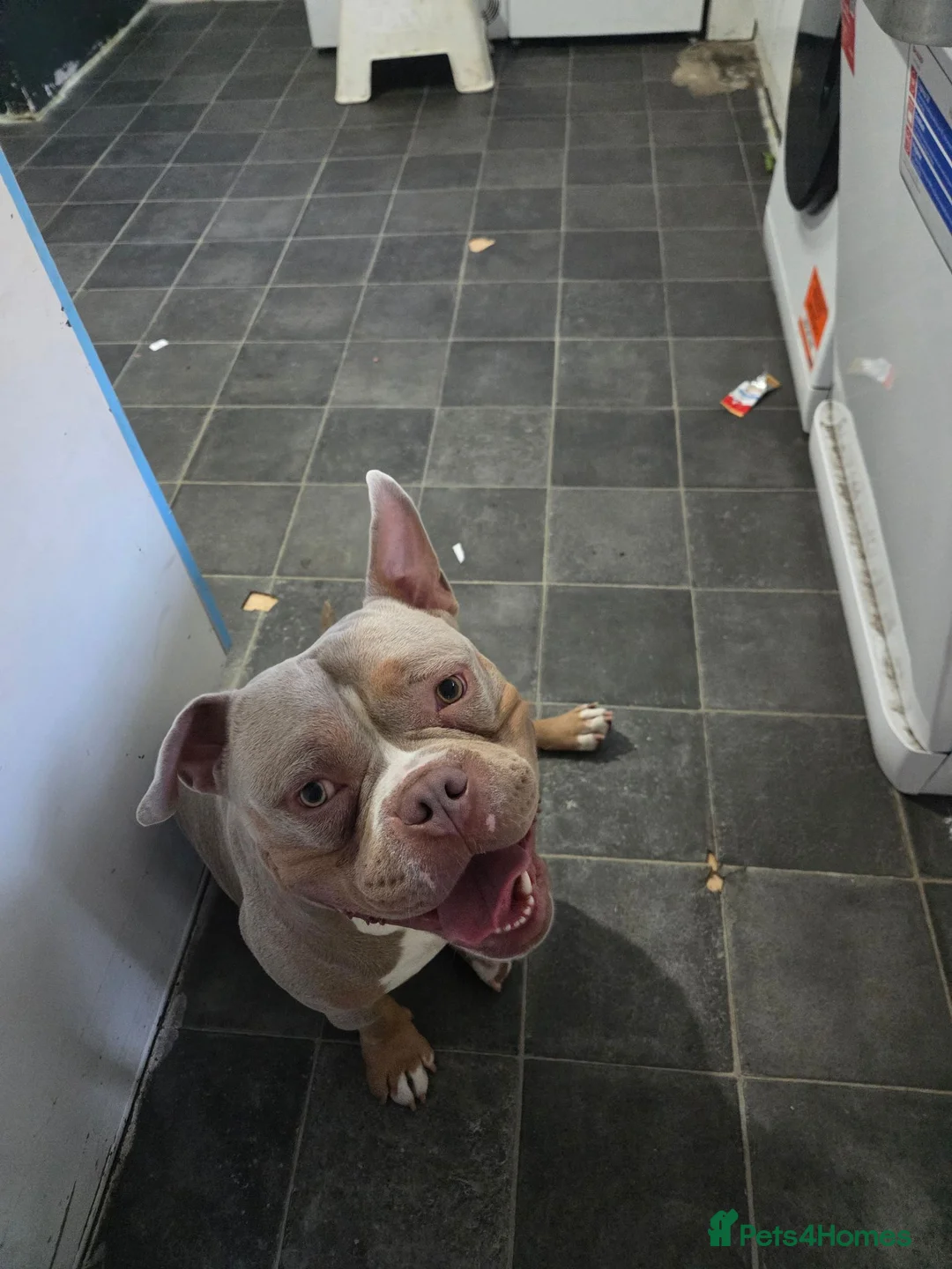 Mixed Breed rabbits for sale: Pocket bully  - Advert 4