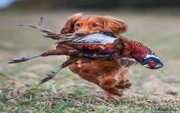Cocker Spaniel dogs for sale: KC Registered working Cocker Spaniel Puppies  - Image 5