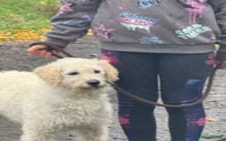 Labradoodle dogs for sale: F1 Female Merle Labradoodle - Image 5