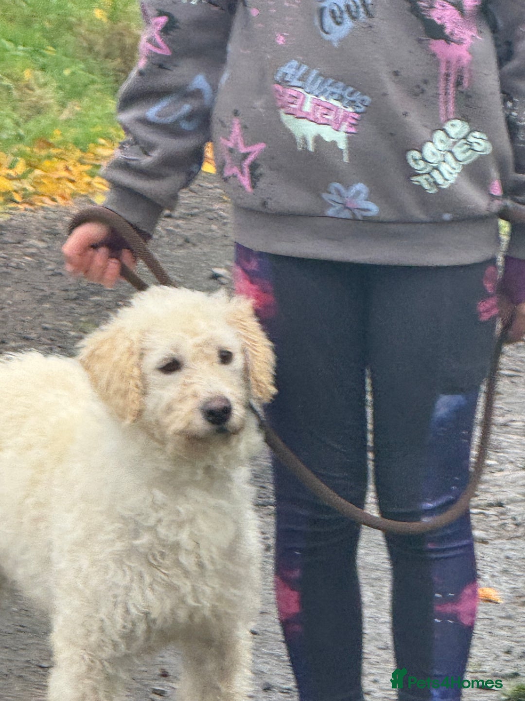 Labradoodle dogs for sale: F1 Female Merle Labradoodle - Image 5