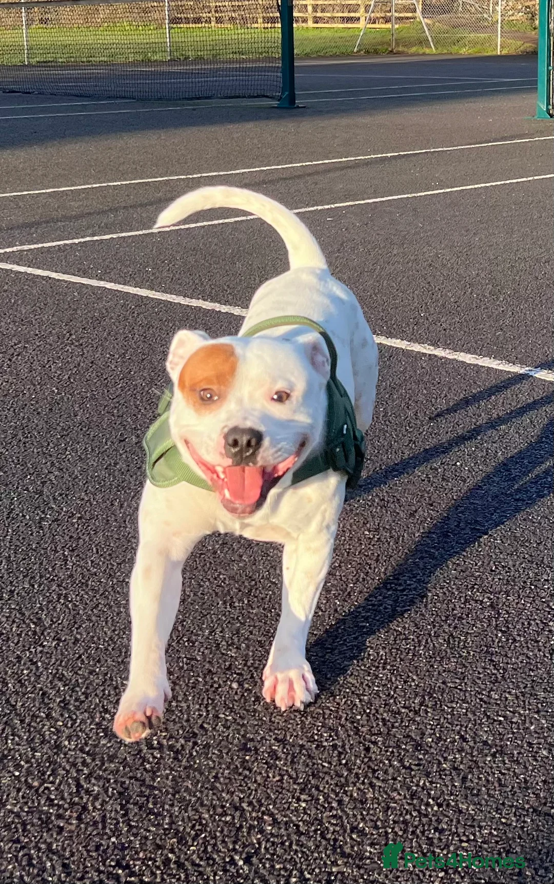 Staffordshire Bull Terrier dogs for sale: Staffordshire Bull - Advert 3