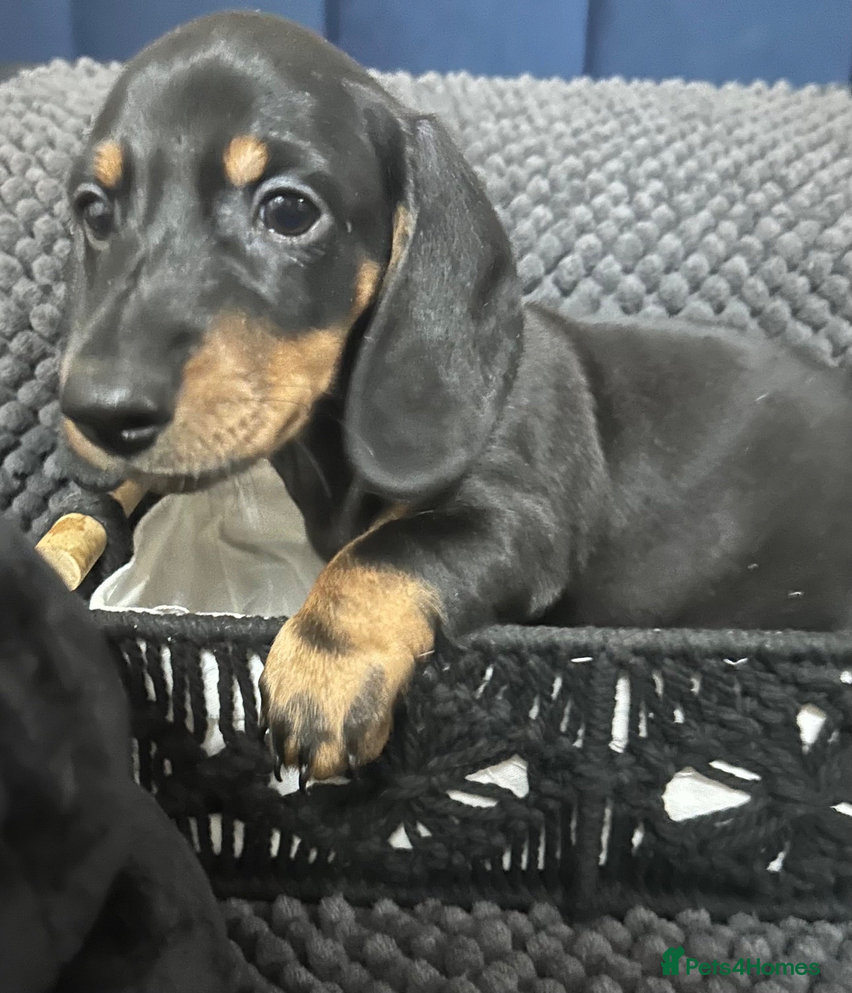Miniature Dachshund dogs Miniature dachshunds  - Advert 19