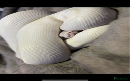 Python Snake reptiles for sale: ivory blue eyes lucy and full set up  - Advert 1