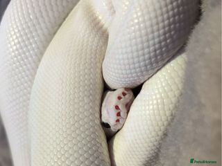 Python Snake reptiles for sale: ivory blue eyes lucy and full set up - Advert 1