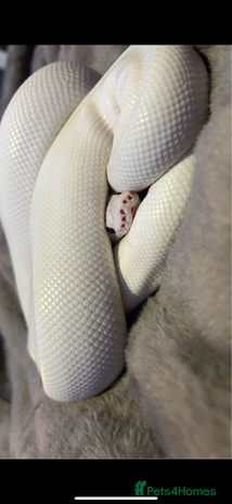 Python Snake reptiles ivory blue eyes lucy and full set up - Advert 1