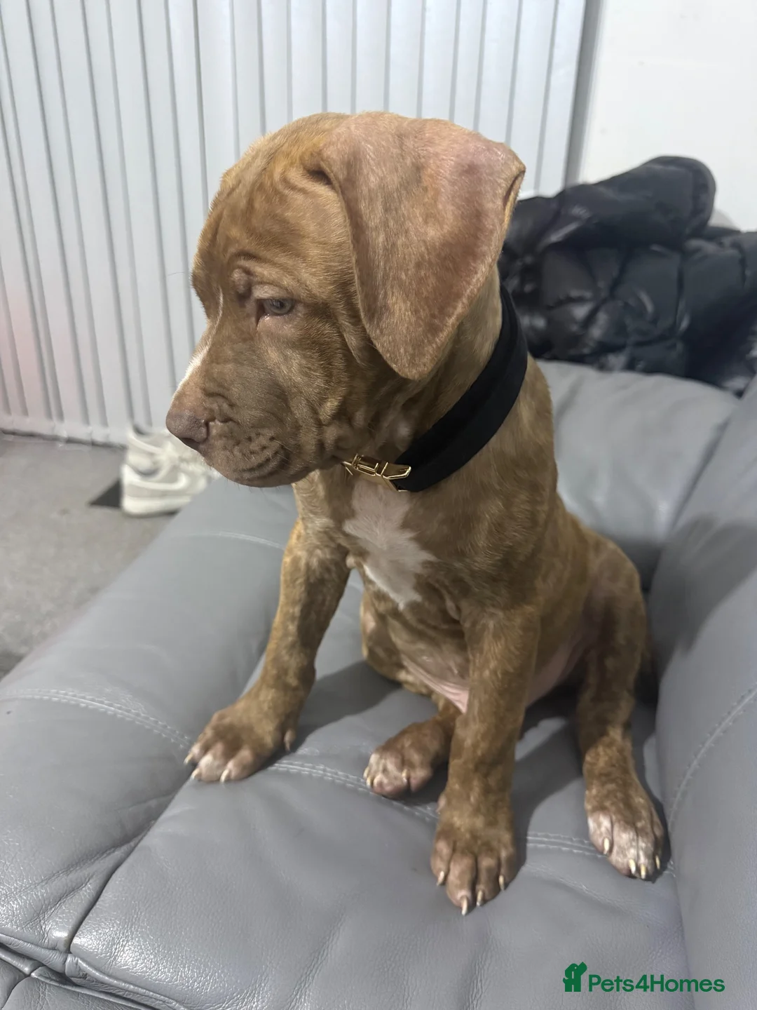 Mixed Breed dogs for sale: Cane corso x Dogue de bordeaux  in Birmingham - Advert 1
