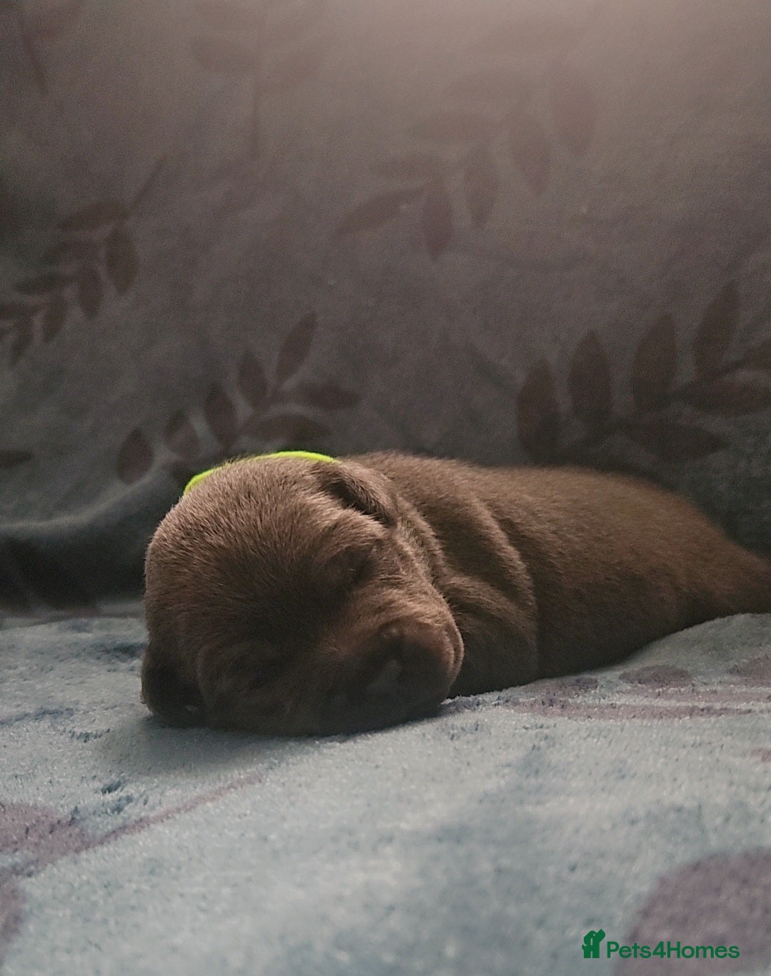 Staffordshire Bull Terrier dogs for sale: KC KING FURY X KASSIUS DAUGHTER PUPS  - Advert 24