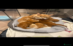 Maine Coon cats for sale: Maine Coon Kittens - Image 3