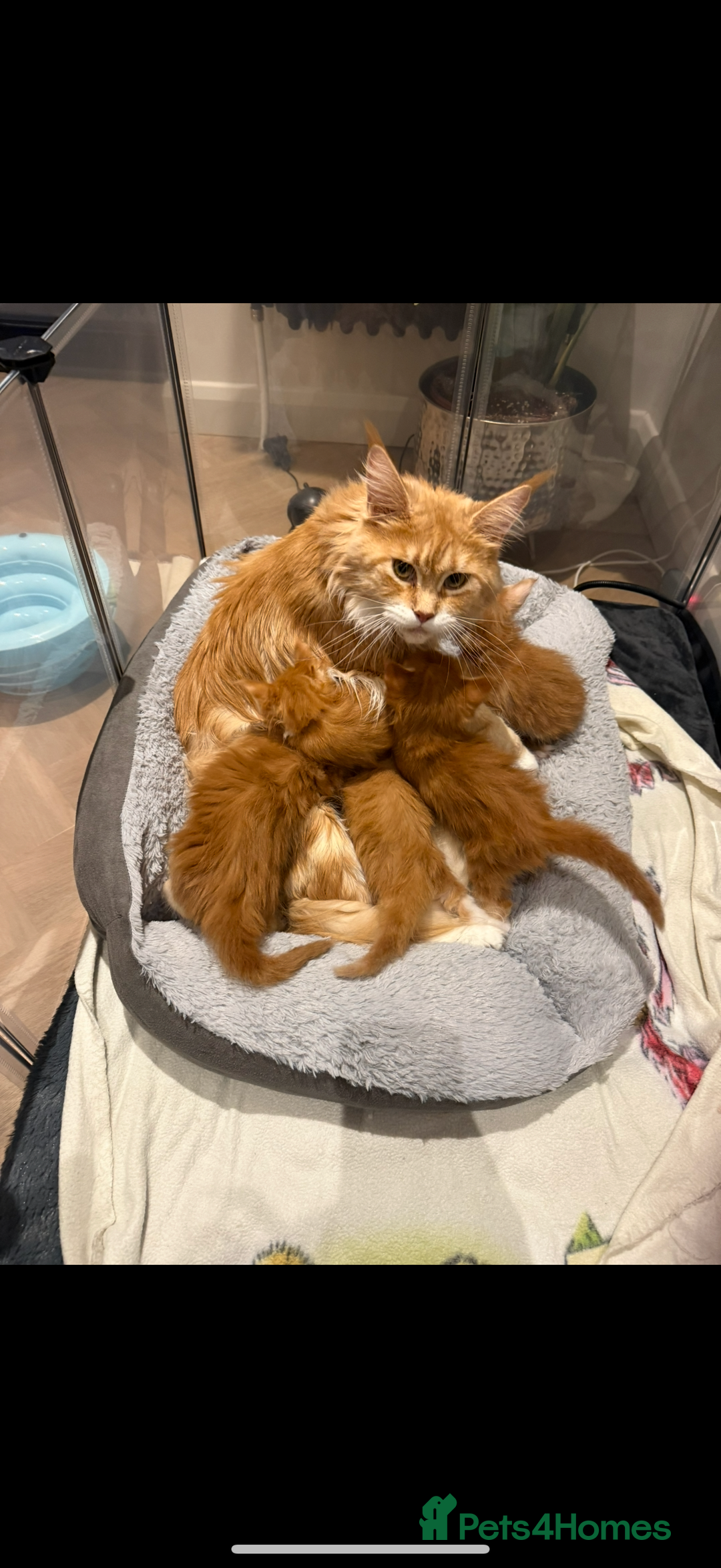 Maine Coon cats for sale: Maine Coon Kittens - Image 3