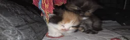 Mixed Breed cats for sale: Beautiful kittens  - Advert 3