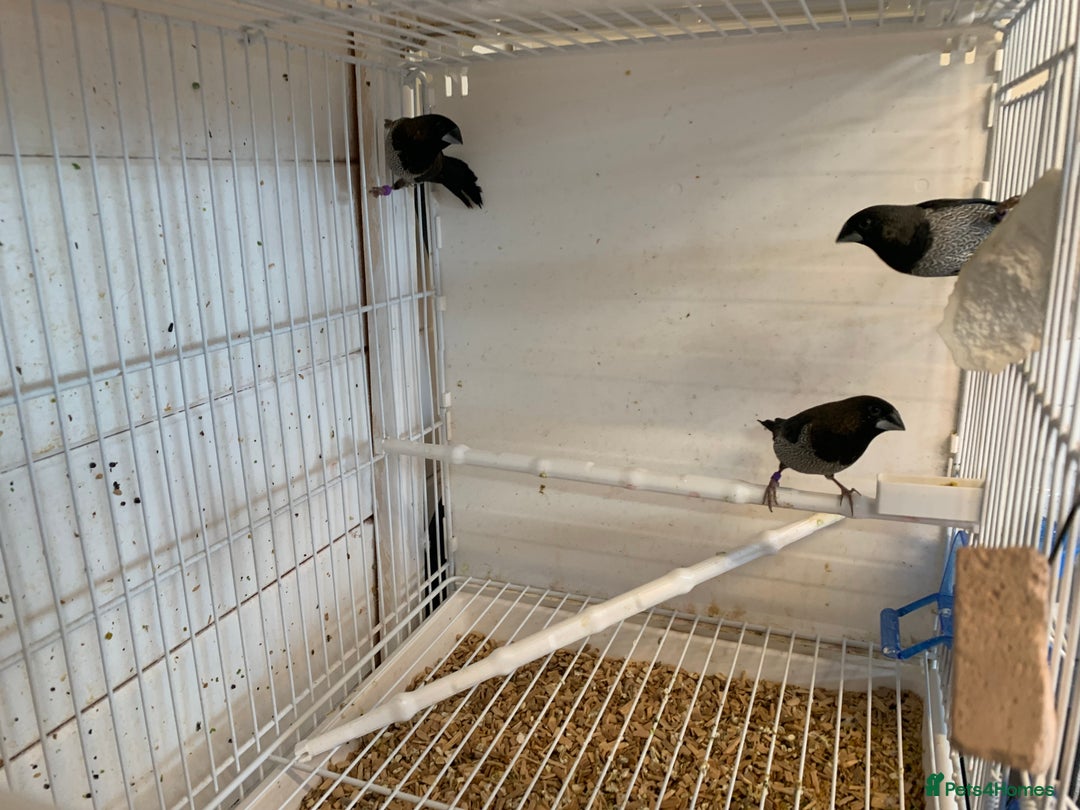 Finches birds for sale: Benganeas finches - Advert 1