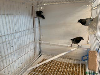 Finches birds Benganeas finches - Advert 3