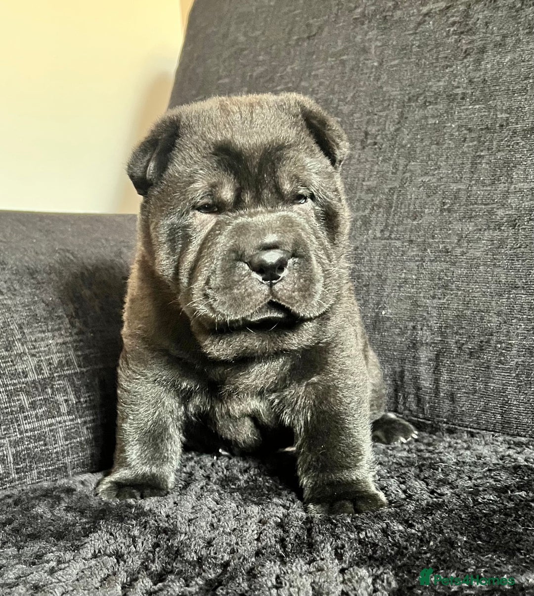 Mixed Breed dogs for sale: ChowPei Pups  - Advert 15