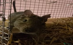 Degus rodents for sale: Degu sisters - Image 4